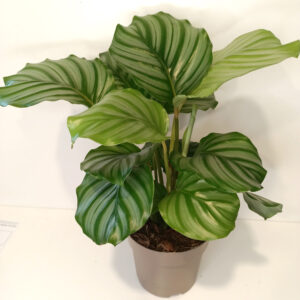 Calathea Orbifolia