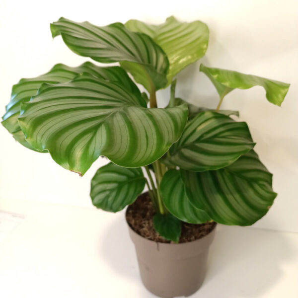 Calathea Orbifolia Calathea Orbifolia