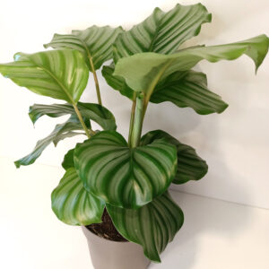 Calathea Orbifolia