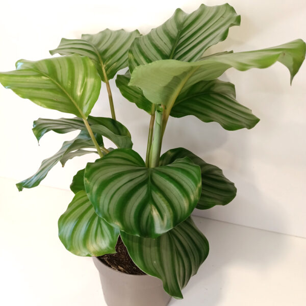 Calathea Orbifolia