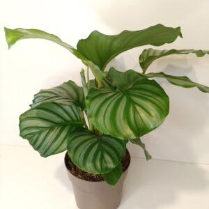 Calathea Orbifolia