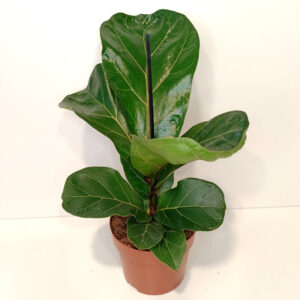 Ficus lyrata
