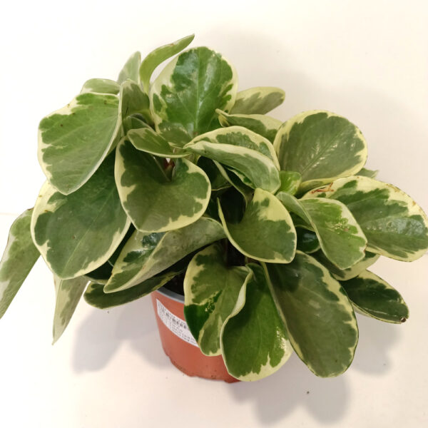 Peperomia obtusifolia variegata Peperomia obtusifolia variegata