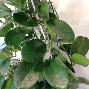 Hoya Australis