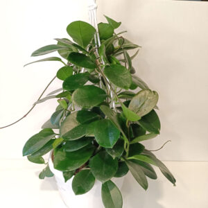 Hoya Australis