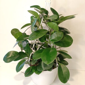 Hoya Australis