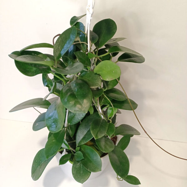 Hoya Australis