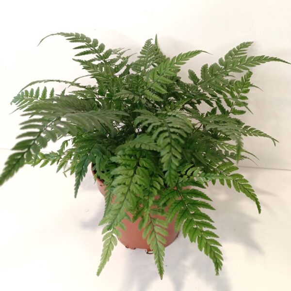 Paproć Wietlica Athyrium spicatum Paproć Wietlica Athyrium spicatum