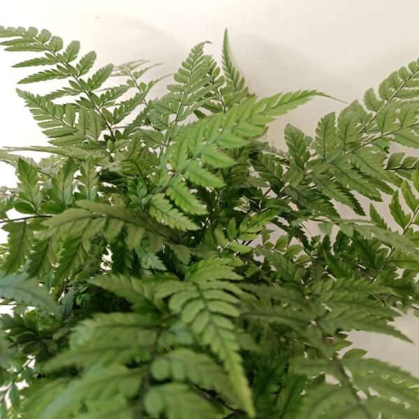 Paproć Wietlica Athyrium spicatum