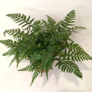 Paproć Wietlica Athyrium spicatum