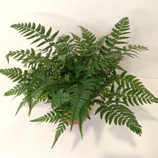 Paproć Wietlica Athyrium spicatum