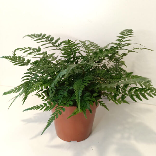 Paproć Wietlica Athyrium spicatum