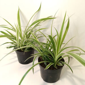 Chlorophytum Variegatum