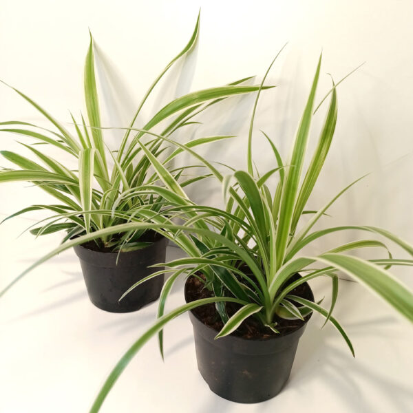 Chlorophytum Variegatum Chlorophytum Variegatum