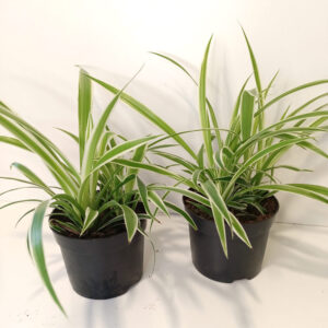 Chlorophytum Variegatum