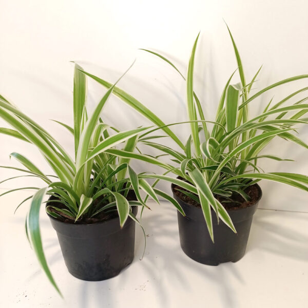 Chlorophytum Variegatum
