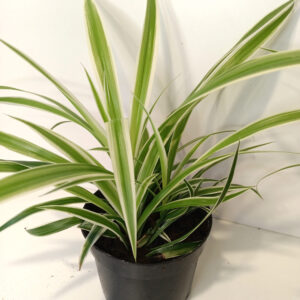 Chlorophytum Variegatum