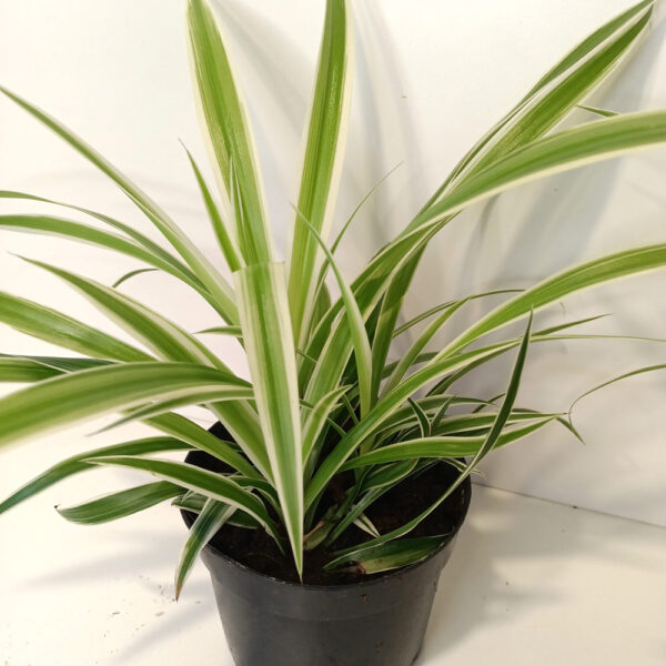 Chlorophytum Variegatum