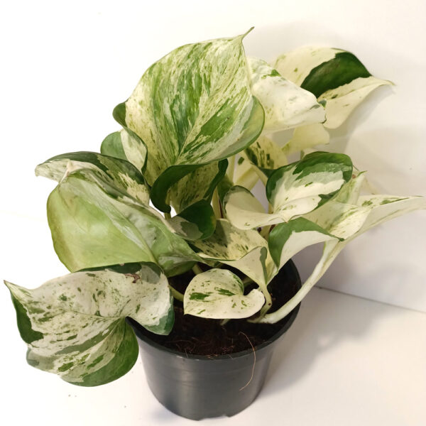 Epipremnum Happy Leaf Epipremnum Happy Leaf