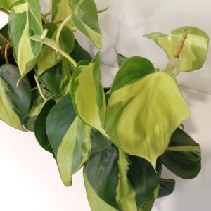 Filodendron pnący Brasil