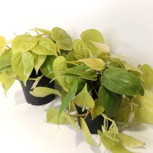 Filodendron scandens Lemon Lime