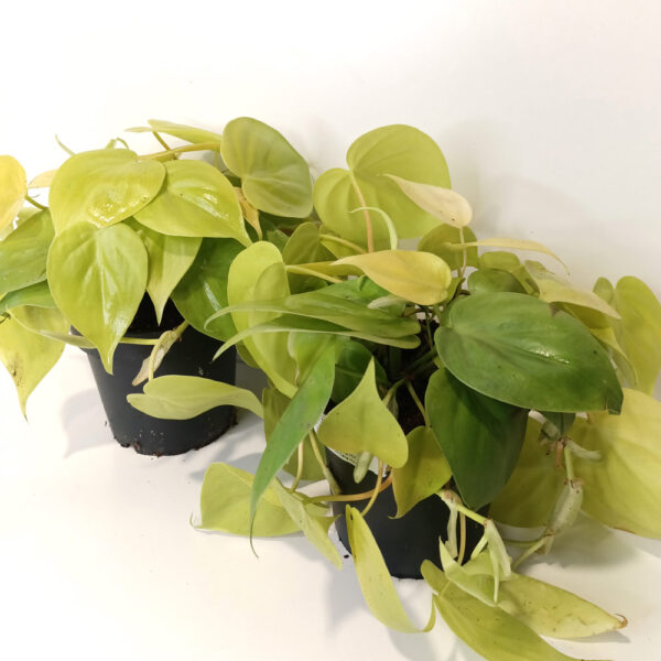 Filodendron scandens Lemon Lime