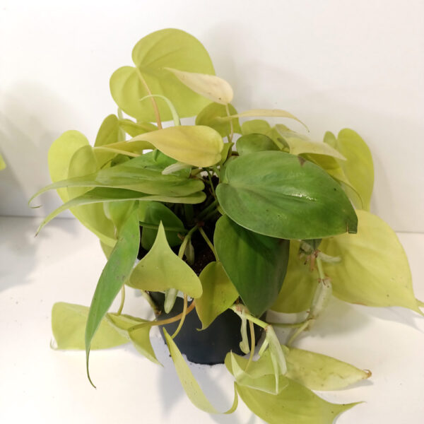 Filodendron scandens Lemon Lime
