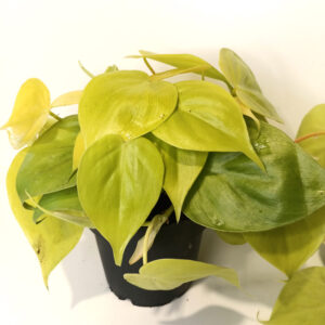 Filodendron scandens Lemon Lime
