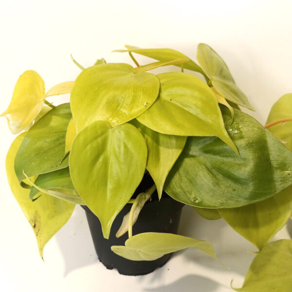 Filodendron scandens Lemon Lime