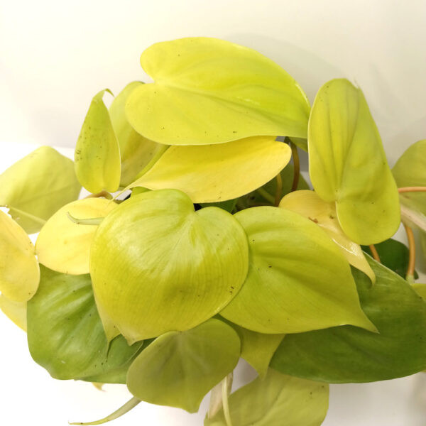 Filodendron scandens Lemon Lime Filodendron scandens Lemon Lime