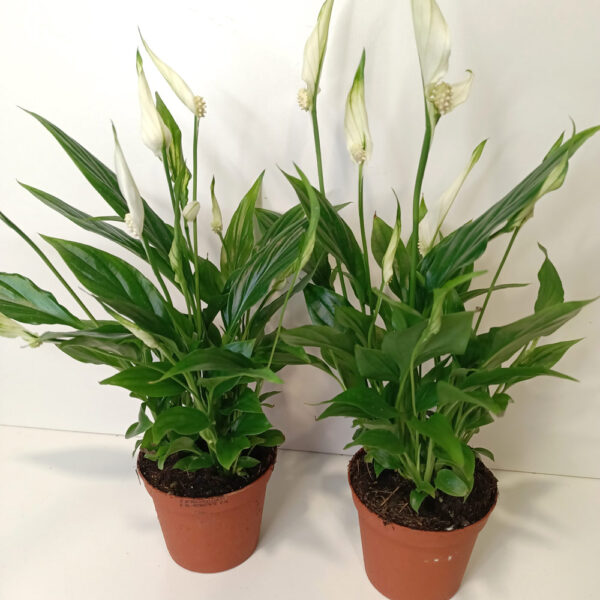 Skrzydłokwiat Spathiphyllum Chopin Skrzydłokwiat Spathiphyllum Chopin