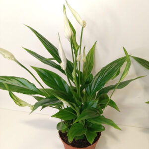 Skrzydłokwiat Spathiphyllum Chopin