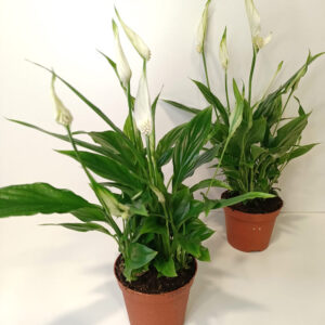Skrzydłokwiat Spathiphyllum Chopin
