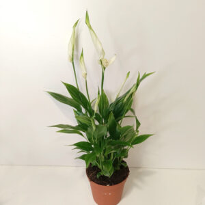 Skrzydłokwiat Spathiphyllum Chopin