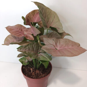 Syngonium Pink Arrow