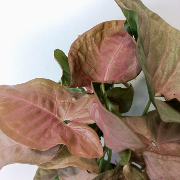Syngonium Pink Arrow Syngonium Pink Arrow