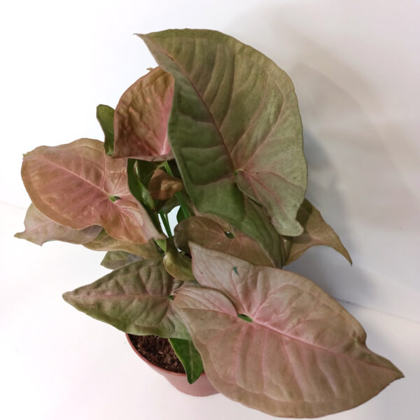 Syngonium Pink Arrow