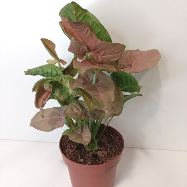 Syngonium Pink Arrow