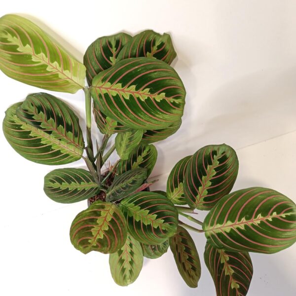 Maranta Fascinator Tricolor Maranta Fascinator Tricolor