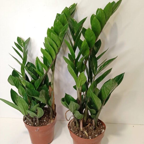Zamioculcas Zamiifolia Zamioculcas Zamiifolia