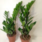 Zamioculcas Zamiifolia