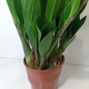 Zamioculcas Zamiifolia
