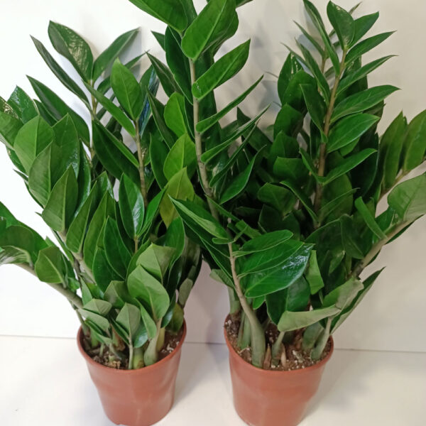 Zamioculcas Zamiifolia Zamioculcas Zamiifolia