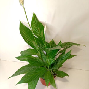 Skrzydłokwiat Spathiphyllum Sweet Chico