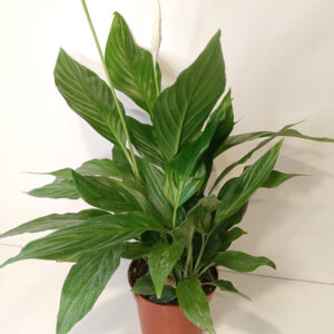 Skrzydłokwiat Spathiphyllum Sweet Chico