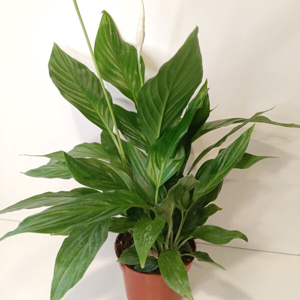 Skrzydłokwiat Spathiphyllum Sweet Chico