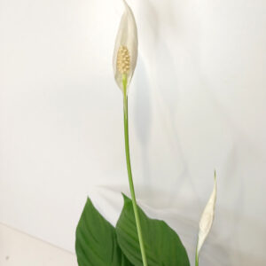 Skrzydłokwiat Spathiphyllum Sweet Chico