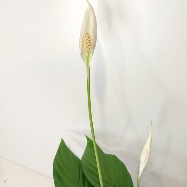 Skrzydłokwiat Spathiphyllum Sweet Chico