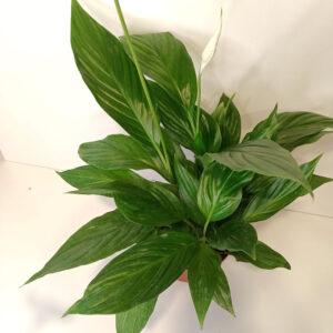 Skrzydłokwiat Spathiphyllum Sweet Chico