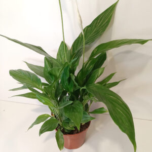 Skrzydłokwiat Spathiphyllum Sweet Chico